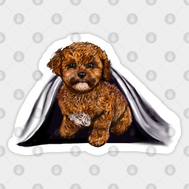 cavalier King Charles spaniel Under cover2 Cavapoochon Cavapoo Cavoodle - Lucky the cute  cavalier King Charles spaniel Bichon frise Sticker by Artonmytee